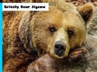 Grizzly Bear Puzzle Game