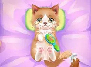 Gentle Feline Grooming Adventure